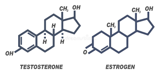 Estrogen and Testosterone